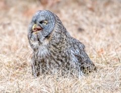 EK858K--Great-Gray-Owl