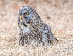 EK858L--Great-Gray-Owl