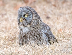 EK858M--Great-Gray-Owl