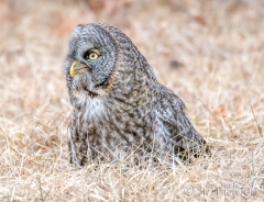 EK858P--Great-Gray-Owl