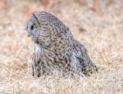 EK858S--Great-Gray-Owl