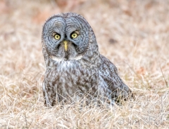 EK858W--Great-Gray-Owl