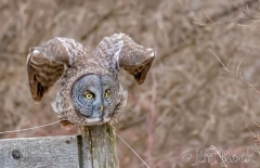 EK902L--Great-Gray-Owl