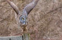 EK902M--Great-Gray-Owl