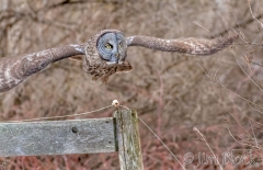 EK902N--Great-Gray-Owl