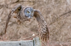 EK902O--Great-Gray-Owl
