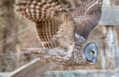 EK902U--Great-Gray-Owl