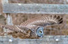 EK902V--Great-Gray-Owl