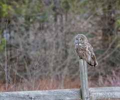EK853C---Great-Gray-Owl