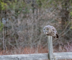 EK853D---Great-Gray-Owl