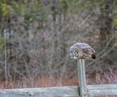 EK853E---Great-Gray-Owl