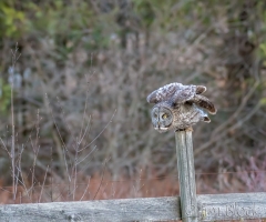 EK853F---Great-Gray-Owl