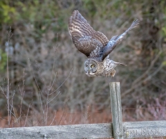 EK853G---Great-Gray-Owl