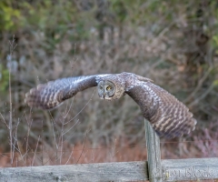 EK853H---Great-Gray-Owl