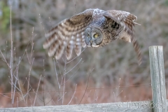 EK853I---Great-Gray-Owl