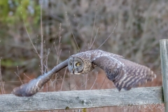 EK853K---Great-Gray-Owl