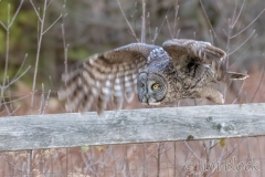 EK853L---Great-Gray-Owl