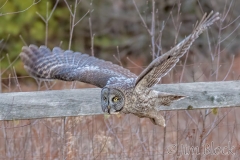 EK853M---Great-Gray-Owl