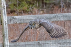 EK853N---Great-Gray-Owl