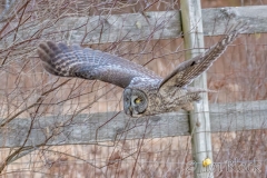 EK854A---Great-Gray-Owl