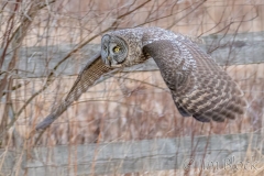 EK854B---Great-Gray-Owl