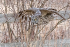 EK854C---Great-Gray-Owl