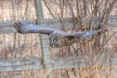 EK854D---Great-Gray-Owl
