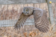 EK854E---Great-Gray-Owl