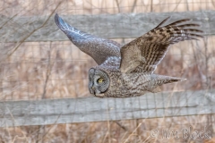 EK854F---Great-Gray-Owl