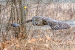 EK854G---Great-Gray-Owl
