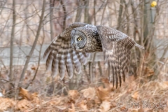 EK854H---Great-Gray-Owl