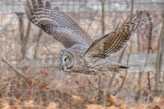 EK854I---Great-Gray-Owl