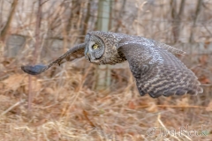EK854J---Great-Gray-Owl