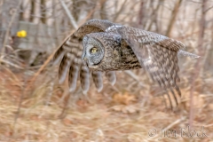 EK854K---Great-Gray-Owl
