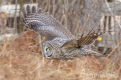 EK854L---Great-Gray-Owl