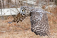 EK854M---Great-Gray-Owl
