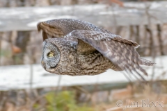EK854N---Great-Gray-Owl
