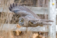 EK854O---Great-Gray-Owl