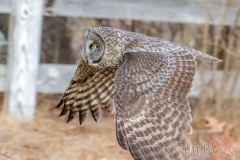 EK854P---Great-Gray-Owl