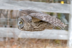 EK854Q---Great-Gray-Owl