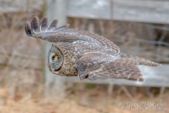 EK854R---Great-Gray-Owl