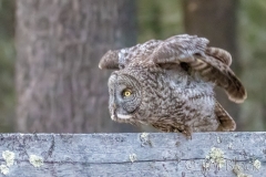 EK892A--Great-Gray-Owl