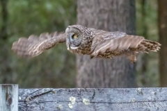 EK892C--Great-Gray-Owl