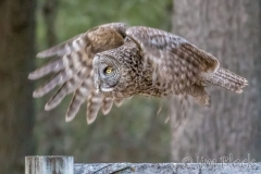 EK892D--Great-Gray-Owl