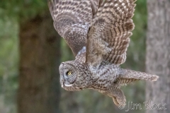 EK892E--Great-Gray-Owl
