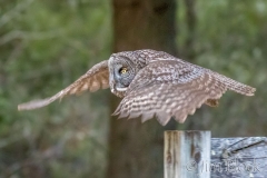 EK892F--Great-Gray-Owl