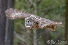 EK892H--Great-Gray-Owl