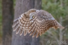 EK892I--Great-Gray-Owl