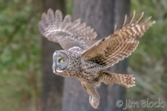 EK892J--Great-Gray-Owl