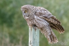 EK892O--Great-Gray-Owl